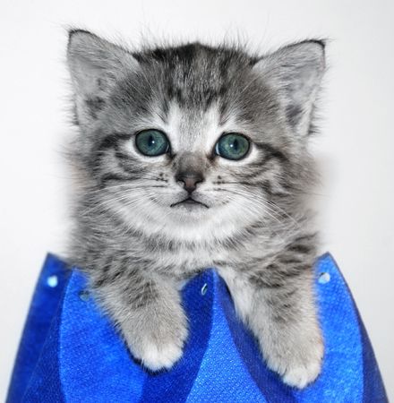 Kitten in blue box  の写真素材