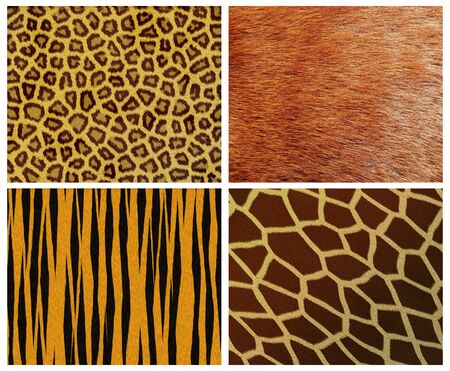 set of fur backgroundsの写真素材