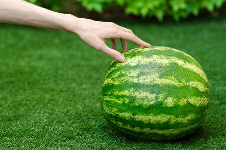 Summer and fresh watermelon topic: human hand touching a watermelon on the grass studioの写真素材