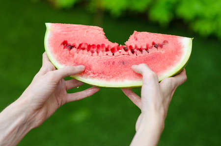 Summer and fresh watermelon theme: a man holds a slice of watermelon on a green background studioの写真素材