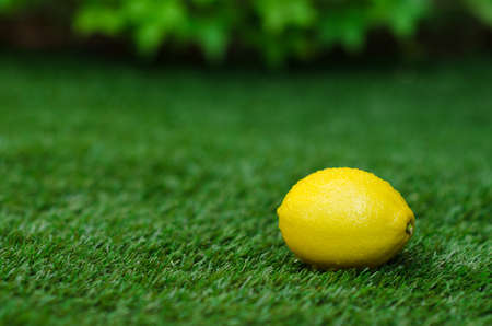 Healthy vegetable food theme: yellow ripe lemon lies on a green grass studioの写真素材