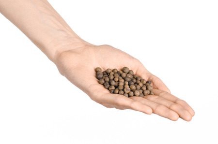 Spices and cooking theme: man's hand holding a bunch of dried allspice isolated on a white backgroundの写真素材