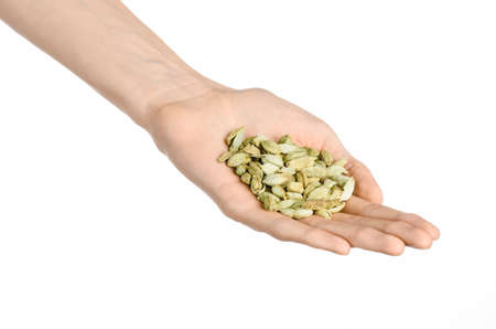 Spices and cooking theme: man's hand holding a bunch of dried cardamom isolated on white backgroundの写真素材