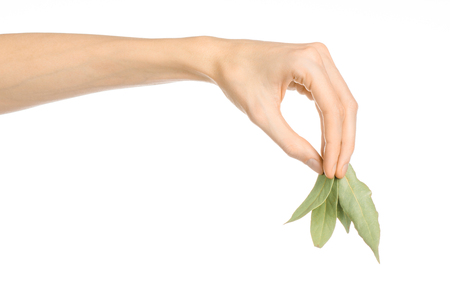 Culinary seasoning and cooking theme: man's hand holding a dry bay leaves on white isolated backgroundの写真素材