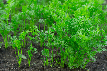 Gardening topic: bed with young green bush carrot studioの写真素材