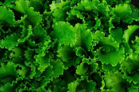 The bed of lettuce leaves green top view, a beautiful fresh salad leaves studioの写真素材