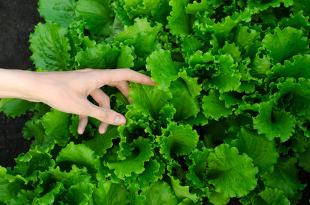 Gardening topic: Human hand holding green lettuce leaves studioの写真素材