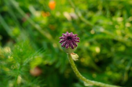 Field poppy, poppy head green garden studioの写真素材