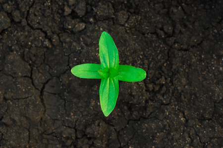 Beautiful little green plant on a black background earth view from above studioの写真素材