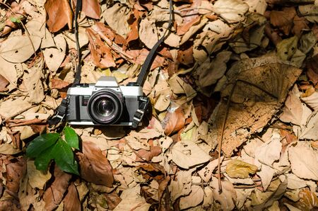 Film camera over dried leaves with few green leavesvintage lookの写真素材