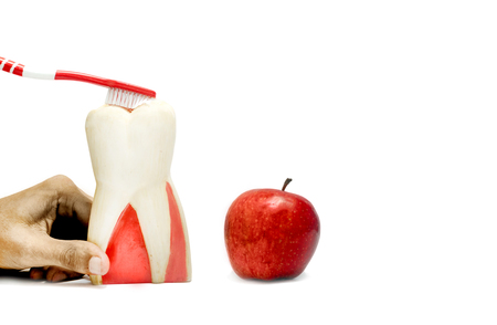 Patient education with dental model and fresh apple isolated in white backgroundの写真素材