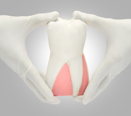 Patient education with dental model holding in a hand isolated in white backgroundの写真素材