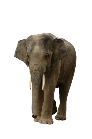 Asian Elephant Isolatedの写真素材