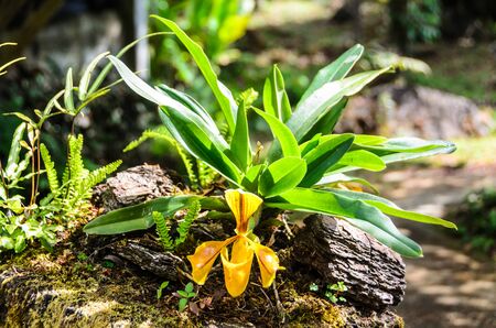 Lady Slipper Orchid, Orchidaceae, Paphiopedilum villosum in Thailandの写真素材
