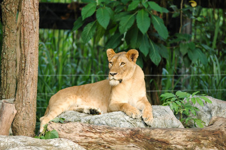 Female Lion in Chiangmai Night Safari of Thailand