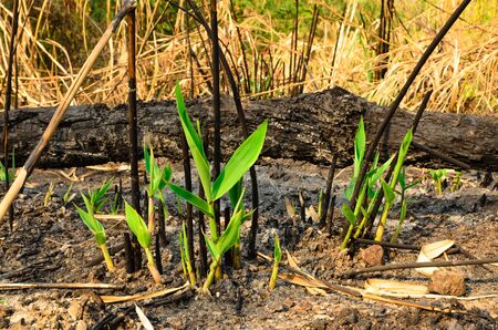 The grass after forest fire  effectsの写真素材