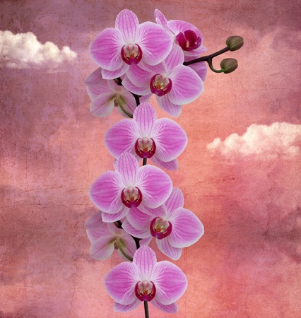 Beautiful orchid on a vintage romantic sunriseの写真素材
