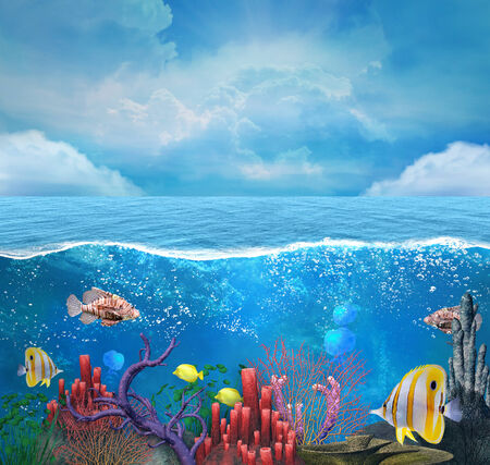 Coral reef backgroundの写真素材