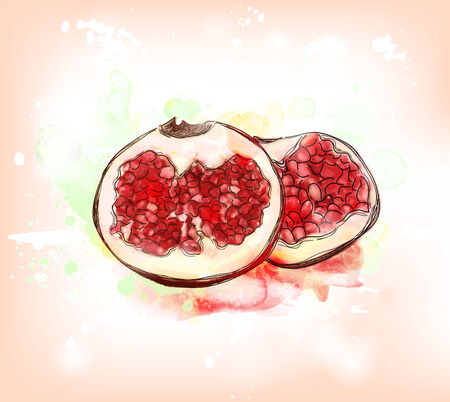 Pomegranate - Watercolor designのイラスト素材