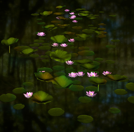 Water lilies in a pondの写真素材