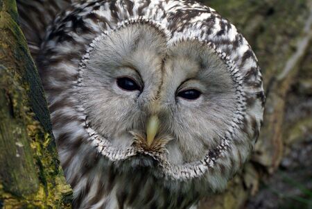 Owl sitting in a hollow of a tree               の写真素材