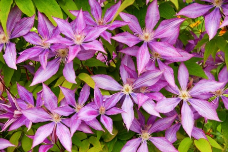 purple clematis flower background with green leavesの写真素材