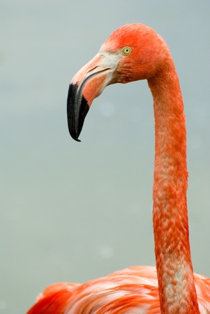 pink flamingo close-up portrait in Moscow zooの写真素材