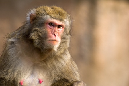 female macaque portrait in Moscow zoo (selective focus) の写真素材