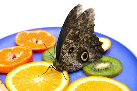 Owl butterfly (Caligo eurilochus) are feeding on fruits oranges and kiwis on a plate.  Isolated over whiteの写真素材
