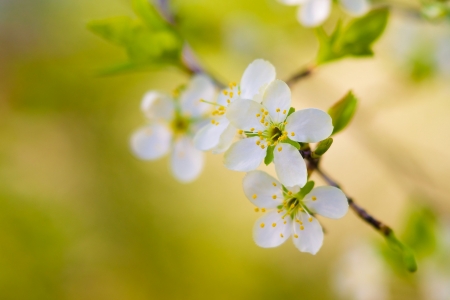 spring white blossom cherry tree flowers  selective focus の写真素材