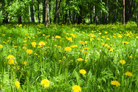 Field of yellow spring flowers in the forestの写真素材