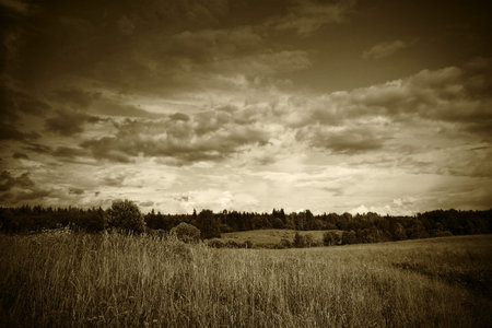 sepia toned landscape with trees grass and flowers under cloudy sunset dramatic skyの写真素材
