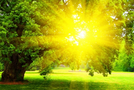 old oak tree with green leaves standing alone in meadow at sunset  sunrise の写真素材