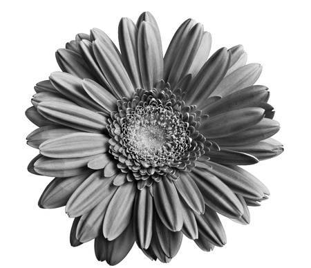 black and white gerber  gerbera  isolated over white backgroundの写真素材