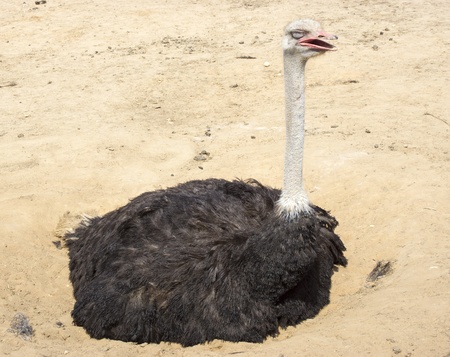 Ostrich  Struthio camelus  sitting in sand sleepsの写真素材