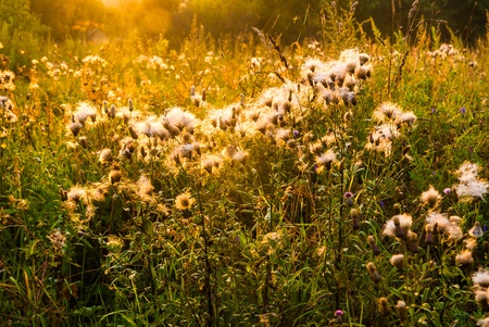 grass and flower field under morning sunlightの写真素材