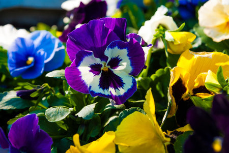 bloom colorfull pansy viola tricolor flower in gardenの写真素材