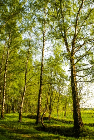 spring white birch grove and green grassの写真素材
