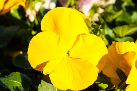 bloom colorfull pansy viola tricolor flower in gardenの写真素材