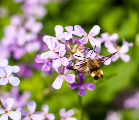 Hemaris tityus Macroglossum stellatarum, the Narrow-bordered Bee Hummingbird Hawk-moth in flight
