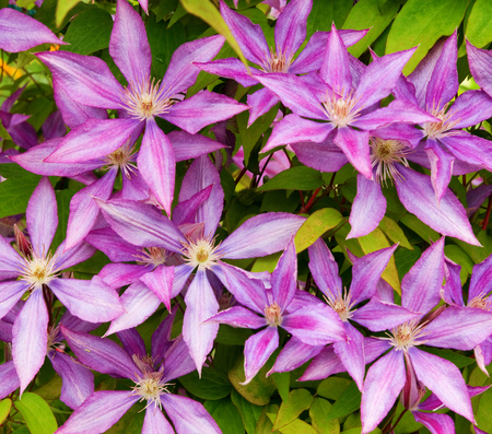 photo background of close-up blossom purple clematis flower headsの写真素材