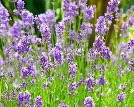 photo of blooming purple lavender flowers bushの写真素材