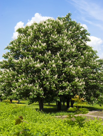 Blooming chestnut tree with white flowers and blue skyの写真素材