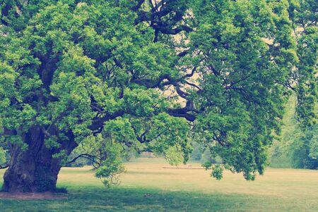 old oak treeの写真素材