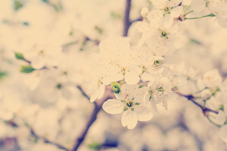 blossom cherry treeの写真素材