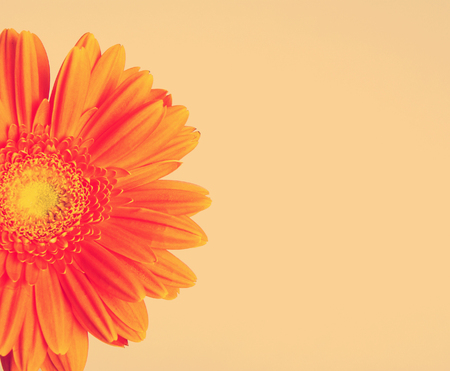 Orange gerber flowerの写真素材