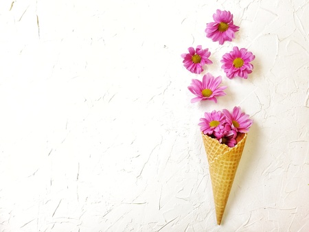 purple chrysanthemum in a waffle cone on a white textured backgroundの写真素材