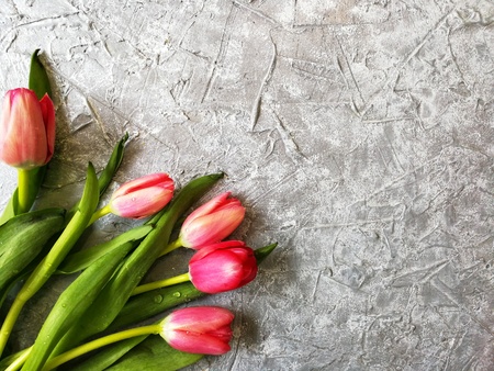 packaging of bouquet tulips Kraft paper on grey background with female handsの写真素材