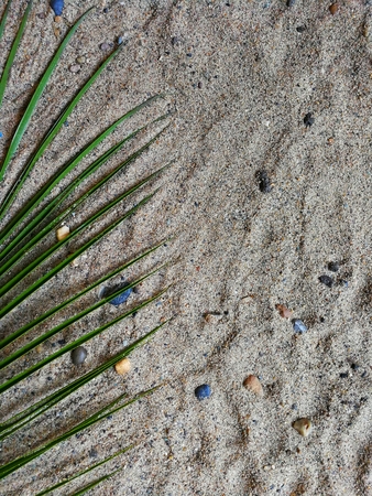 pineapple , grapefruit and bananas with a green branch of palm trees on the sand with the phoneの写真素材