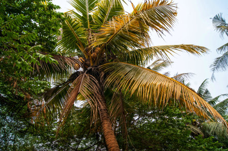 Coconut palm trees on tropical beach vintage nostalgic film color filtered.